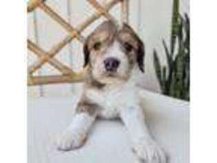 Mutt Puppy for sale in Norman, OK, USA