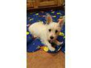 West Highland White Terrier Puppy for sale in Wausau, WI, USA