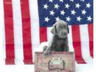 Labrador Retriever Puppy for sale in Jefferson City, MO, USA