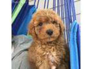 Goldendoodle Puppy for sale in Gurnee, IL, USA