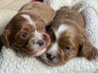 Cavapoo Puppy for sale in Santa Barbara, CA, USA