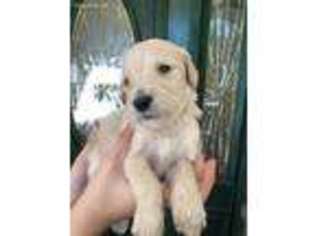 Goldendoodle Puppy for sale in Westminster, CA, USA