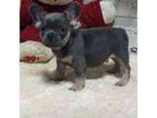 French Bulldog Puppy for sale in Cornelius, NC, USA