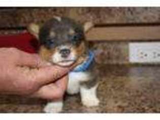 Pembroke Welsh Corgi Puppy for sale in Lott, TX, USA