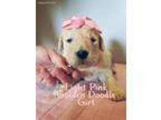 Goldendoodle Puppy for sale in Arab, AL, USA