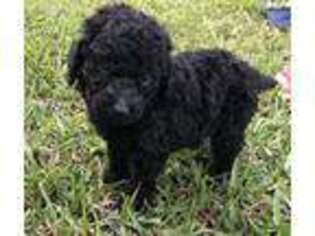 Goldendoodle Puppy for sale in Anderson, TX, USA