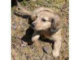 Dachshund Puppy for sale in Heber Springs, AR, USA