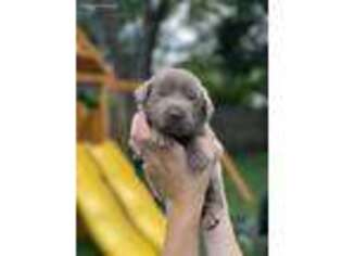 Labrador Retriever Puppy for sale in Crystal Lake, IL, USA