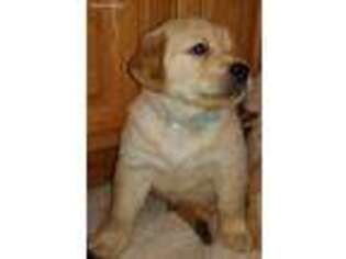 Golden Retriever Puppy for sale in Elma, IA, USA