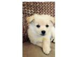 Pomeranian Puppy for sale in London, KY, USA