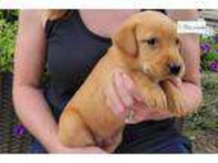 Labrador Retriever Puppy for sale in Findlay, OH, USA