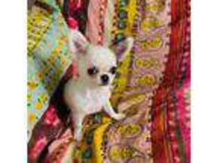 Chihuahua Puppy for sale in Tyler, TX, USA