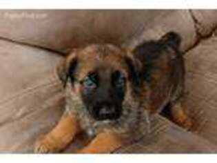 German Shepherd Dog Puppy for sale in Lecanto, FL, USA