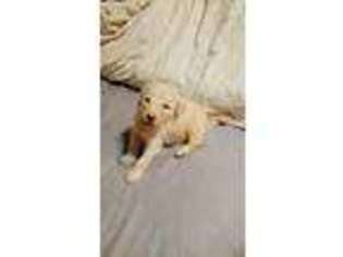 Goldendoodle Puppy for sale in Amity, AR, USA