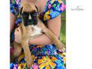 Boxer Puppy for sale in Saint Louis, MO, USA