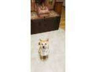 Shiba Inu Puppy for sale in Morgantown, WV, USA