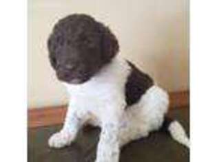 Goldendoodle Puppy for sale in Leasburg, MO, USA