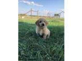 Labradoodle Puppy for sale in Calera, OK, USA
