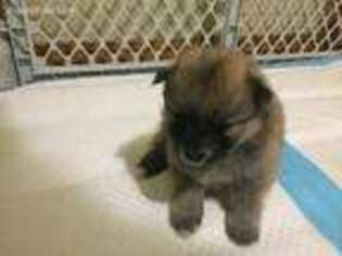 Pomeranian Puppy for sale in Tidewater, OR, USA