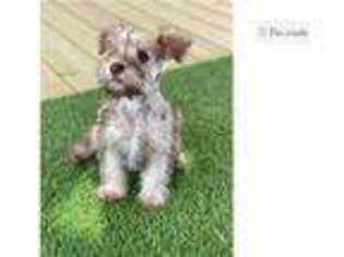 Mutt Puppy for sale in College Station, TX, USA