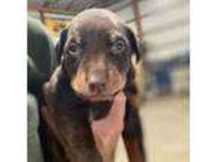 Doberman Pinscher Puppy for sale in New Iberia, LA, USA