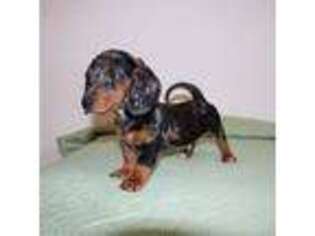 Dachshund Puppy for sale in Homosassa, FL, USA