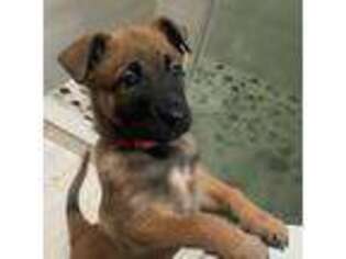 Belgian Malinois Puppy for sale in Fallbrook, CA, USA