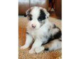 Australian Shepherd Puppy for sale in Burleson, TX, USA