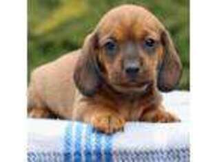 Dachshund Puppy for sale in New Park, PA, USA