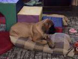 Mastiff Puppy for sale in Shawnee, OK, USA