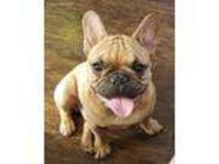 French Bulldog Puppy for sale in Quartzsite, AZ, USA