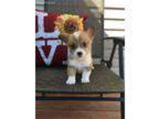 Pembroke Welsh Corgi Puppy for sale in Sallisaw, OK, USA