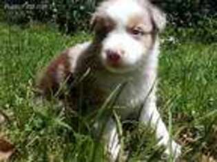 Australian Shepherd Puppy for sale in Livingston, TX, USA