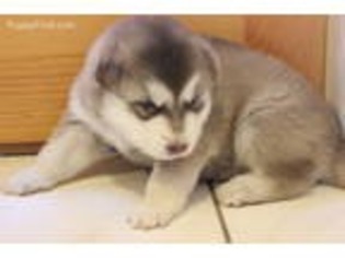 Alaskan Malamute Puppy for sale in Hilton, NY, USA