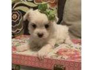 Maltese Puppy for sale in Riverside, CA, USA