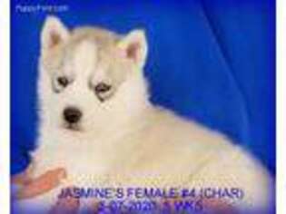 Siberian Husky Puppy for sale in Manilla, IA, USA