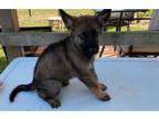 German Shepherd Dog Puppy for sale in Homestead, FL, USA