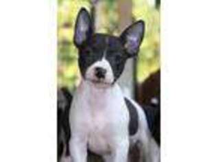 Rat Terrier Puppy for sale in Los Angeles, CA, USA