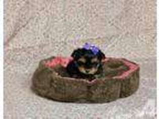 Yorkshire Terrier Puppy for sale in RICHMOND, VA, USA