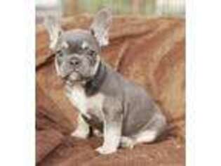 French Bulldog Puppy for sale in Bushkill, PA, USA