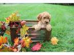 Goldendoodle Puppy for sale in Villa Park, IL, USA