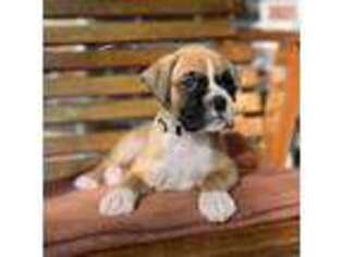 Boxer Puppy for sale in Taft, TN, USA