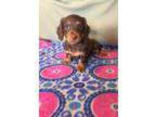 Dachshund Puppy for sale in Atoka, OK, USA