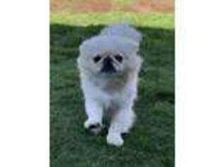 Pekingese Puppy for sale in San Diego, CA, USA