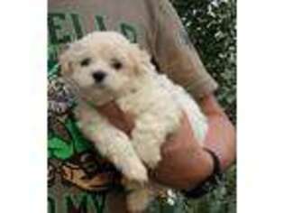 Maltese Puppy for sale in Grottoes, VA, USA