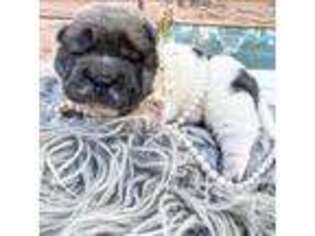 Mutt Puppy for sale in Suffolk, VA, USA