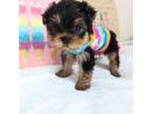 Yorkshire Terrier Puppy for sale in Estero, FL, USA