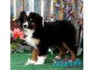 Miniature Australian Shepherd Puppy for sale in Cedar City, UT, USA