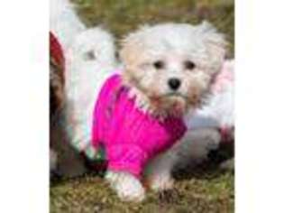 Cavachon Puppy for sale in Youngstown, OH, USA