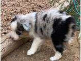 Miniature Australian Shepherd Puppy for sale in La Salle, CO, USA